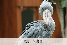 掛川花鳥園